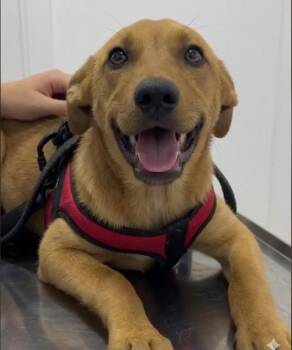 Labrador Retriever Dogs Available for Adoption in Escondido, California - Matt | PetCurious