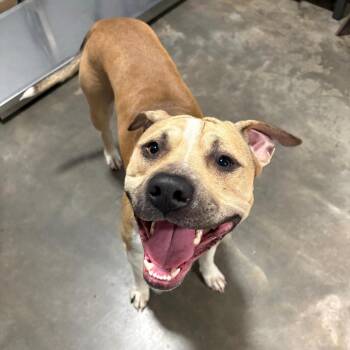 (Found) Jude -  Pit Bull Terrier and Mixed Breed Dog for Adoption in Cabot, Arkansas - (Found) Jude | PetCurious