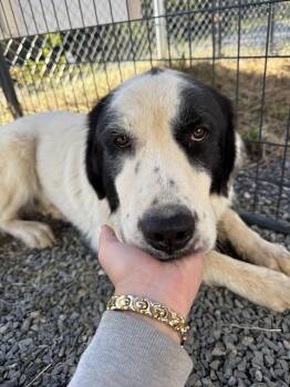 Badger -  Great Pyrenees Dog for Adoption in Marshall, North Carolina - Badger | PetCurious