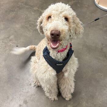 Bayley -  Golden Retriever and Poodle Dog for Adoption in Tampa, Florida - Bayley | PetCurious