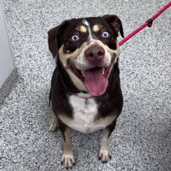 Enzo -  Siberian Husky and Mixed Breed Dog for Adoption in Chicago, Illinois - Enzo | PetCurious