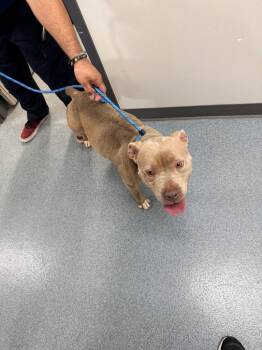 Amberr -  Pit Bull Terrier Dog for Adoption in Sapulpa, Oklahoma - Amberr | PetCurious
