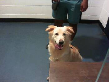 FARRAH PAWCETT -  Golden Retriever and Mixed Breed Dog for Adoption in Charlotte, North Carolina - FARRAH PAWCETT | PetCurious