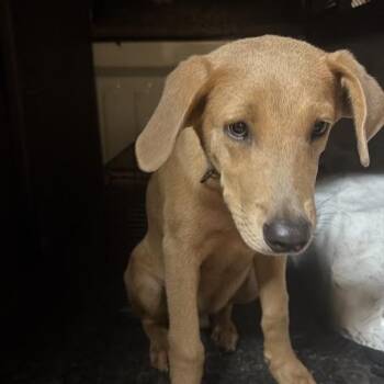 carhartt -  Mixed Breed Dog for Adoption in Gadsden, Alabama - Carhartt | PetCurious