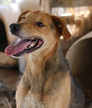 Daario -  Mixed Breed and Labrador Retriever Dog Available for Adoption in Rossville, Tennessee - Daario | PetCurious
