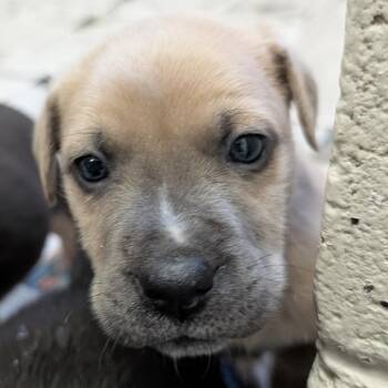 Labrador Retriever and Husky Dogs Available for Adoption - Ziti | PetCurious