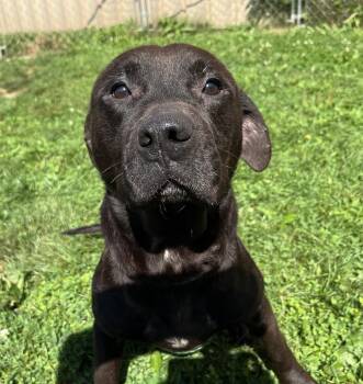 Lucky -  Mixed Breed Dog for Adoption in Youngstown, Ohio - Lucky | PetCurious