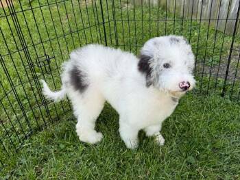 Old English Sheepdog and Poodle Dogs Available for Adoption in Columbus, Ohio - Persephone | PetCurious
