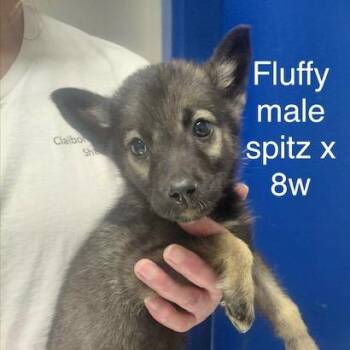 Fluffy 1 -  Spitz and Shepherd Dog for Adoption in New Tazewell, Tennessee - Fluffy 1 | PetCurious
