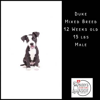 Duke -  Mixed Breed Dog for Adoption - Duke | PetCurious