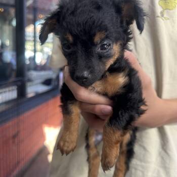 Daisy -  Chihuahua and Poodle Dog for Adoption in Los Angeles, California - Daisy | PetCurious