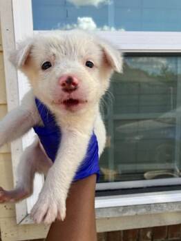 LANA LOUD -  Mixed Breed Dog for Adoption in Dallas, Texas - LANA LOUD | PetCurious