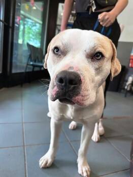 Mixed Breed Dogs Available for Adoption in Nashville, Tennessee - Magic | PetCurious