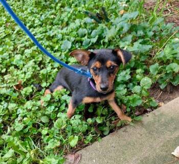 Harley -  Miniature Schnauzer and Yorkshire Terrier Dog for Adoption in Lake Orion, Michigan - Harley | PetCurious