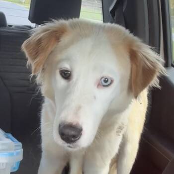 Souffle L-45-26 -  Husky and Mixed Breed Dog for Adoption in Watertown, New York - Souffle L-45-26 | PetCurious