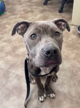 Rescue Mixed Breed Dogs for Adoption in Springfield, Ohio - Minnie | PetCurious