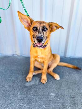 Rescue Australian Shepherd Dogs for Adoption in Charleston, South Carolina - Moxie | PetCurious