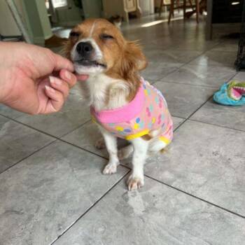 ChiChi -  Chihuahua Dog for Adoption in Sanford, North Carolina - ChiChi | PetCurious