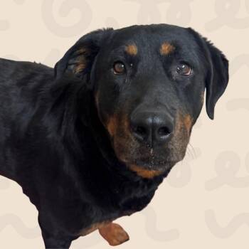 Sugar Plum -  Rottweiler and Mixed Breed Dog for Adoption in Reno, Nevada - Sugar Plum | PetCurious