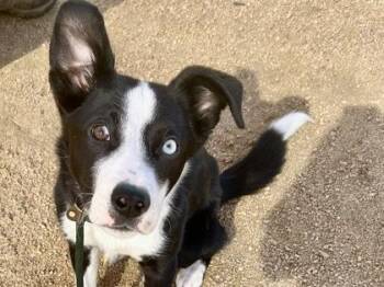Blaine -  Mixed Breed Dog for Adoption in Georgetown, Texas - Blaine | PetCurious