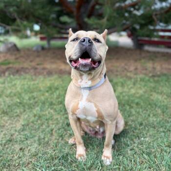Grace Kelly -  Pit Bull Terrier Dog for Adoption in Fargo, North Dakota - Grace Kelly | PetCurious
