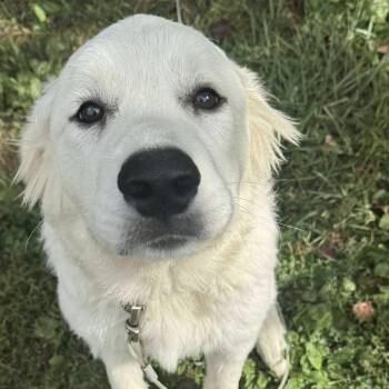 Rescue Great Pyrenees and Anatolian Shepherd Dogs for Adoption in Indianapolis, Indiana - Aspen2 - New To Rescue - Puppy | PetCurious