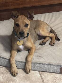 Bruno -  Mixed Breed Dog for Adoption in Fort Collins, Colorado - Bruno | PetCurious