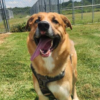 Willy -  Mixed Breed Dog for Adoption in Erie, Pennsylvania - Willy | PetCurious