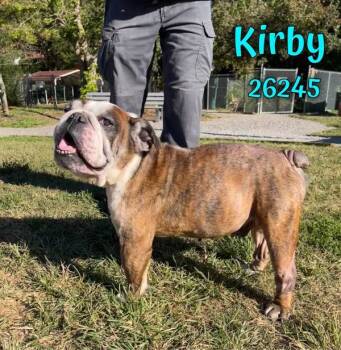 Rescue English Bulldog Dogs for Adoption in Oak Ridge, Tennessee - Kirby | PetCurious