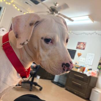 Casper -  Pit Bull Terrier Dog for Adoption in Belleville, Illinois - Casper | PetCurious