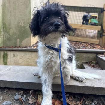 Sheldon -  Poodle and Fox Terrier Dog for Adoption in West Chester, Pennsylvania - Sheldon | PetCurious