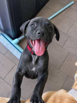 Nelly -  Plott Hound Dog for Adoption in Las Vegas, Nevada - Nelly | PetCurious