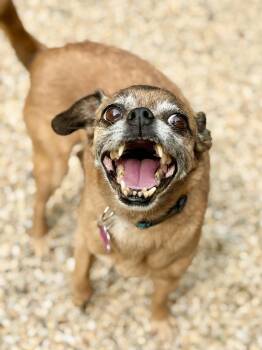 Lulu -  Chihuahua and Pug Dog for Adoption in Cornwall, Connecticut - Lulu | PetCurious