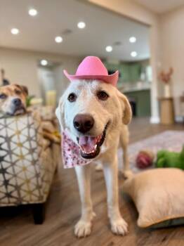 Betty Boop Fluffy Guardian Angel -  Great Pyrenees Dog for Adoption in Friendswood, Texas - Betty Boop Fluffy Guardian Angel | PetCurious
