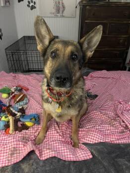 German Shepherd Dog Dogs Available for Adoption - Venus | PetCurious