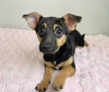 Pinky Toe -  Terrier Dog for Adoption in Meherrin, Virginia - Pinky Toe | PetCurious