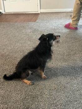 Rico -  Schnauzer and Chihuahua Dog for Adoption in Garland, Texas - Rico | PetCurious