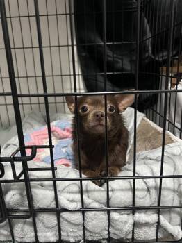 Chihuahua Dogs Available for Adoption - Penny Aka Beans | PetCurious