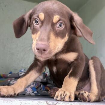 Blair -  Labrador Retriever and Mixed Breed Dog for Adoption in Tyler, Texas - Blair | PetCurious
