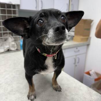 Nana -  Chihuahua Dog for Adoption in Oconto, Wisconsin - Nana | PetCurious