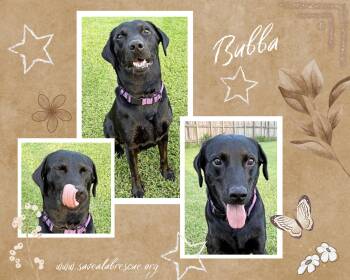Bubba -  Labrador Retriever and Black Labrador Retriever Dog for Adoption in Middletown, Rhode Island - Bubba | PetCurious