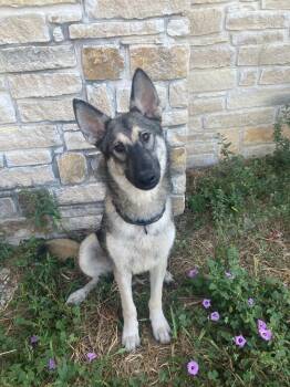 Rescue German Shepherd Dog Dogs for Adoption in Brookshire, Texas - Alfredo | PetCurious