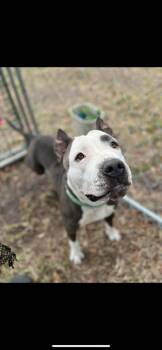 Rescue American Bully Dogs for Adoption in Lakeland, Florida - Rose All Day | PetCurious