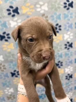 Labrador Retriever and Mixed Breed Dogs Available for Adoption - CHAMP | PetCurious