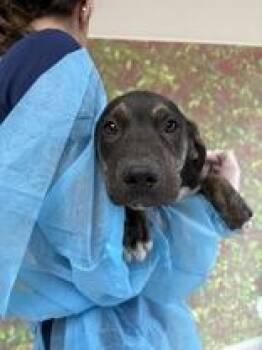 American Staffordshire Terrier and Mixed Breed Dogs Available for Adoption in San Antonio, Texas - Dopey | PetCurious