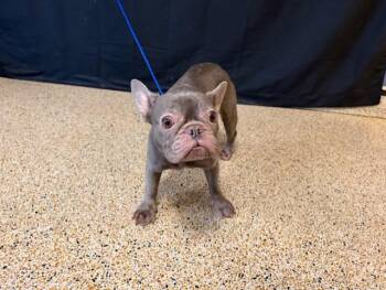 French Bulldog Dogs Available for Adoption - LATOYA | PetCurious