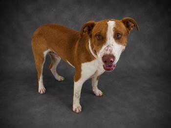 JOHNNY -  American Bulldog and Mixed Breed Dog for Adoption in Winter Haven, Florida - JOHNNY | PetCurious
