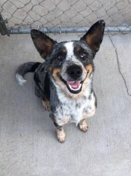 Primrose -  Cattle Dog Dog for Adoption in Fayetteville, Arkansas - Primrose | PetCurious