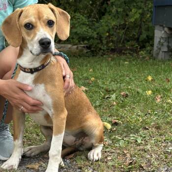Zinnia -  Beagle and Mixed Breed Dog for Adoption - Zinnia | PetCurious