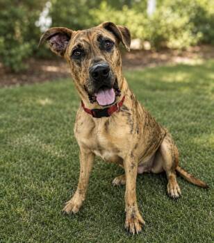 Hercules -  Great Dane Dog for Adoption in Houston, Texas - Hercules | PetCurious